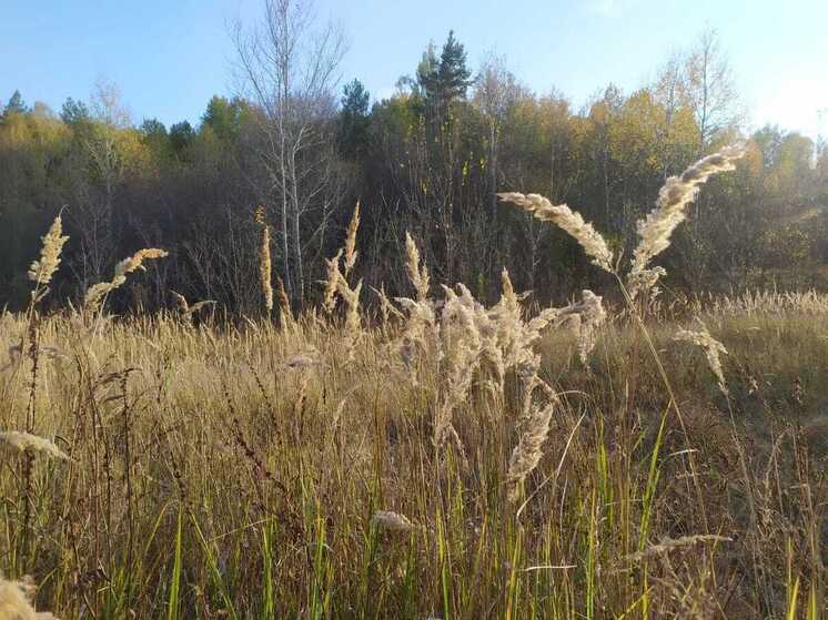 Из пропавших без вести в Воронежской области нашли погибшим одного человека