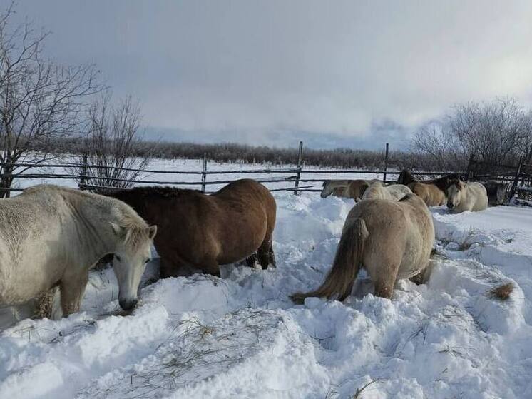 Якутия полностью обеспечена кормами для скота на зимне-стойловый период