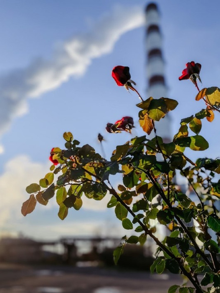 Почему батареи то горячие, то едва тёплые — объясняют «Псковские тепловые сети»