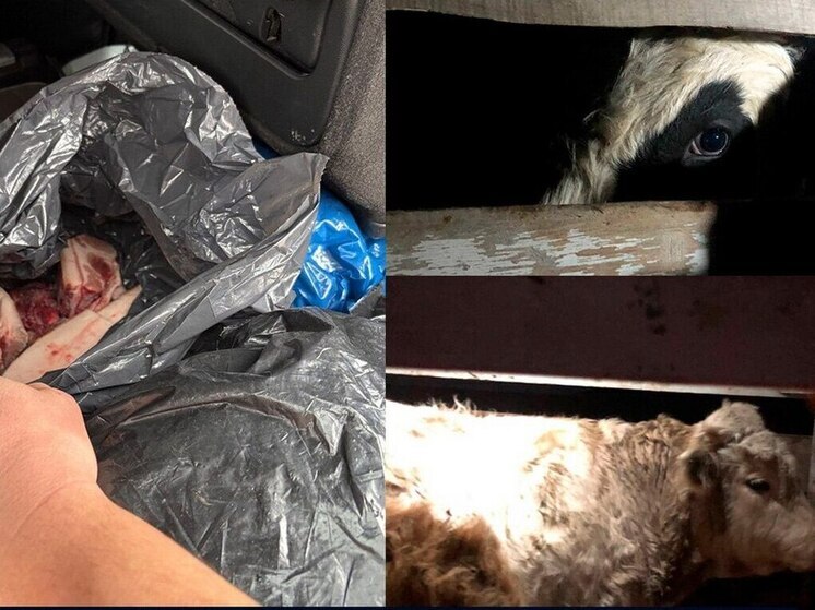 В Бурятии пресекается ввоз в республику скота и мяса из Забайкалья, где фиксируется  пастереллез