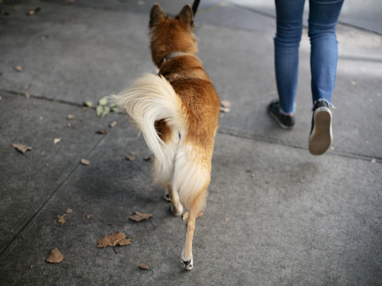 41-летнего брянца подозревают в убийстве собаки