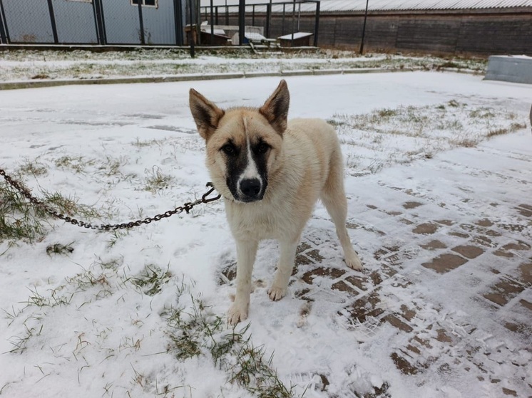 На Губкина в Искателей отловили щенка-подростка