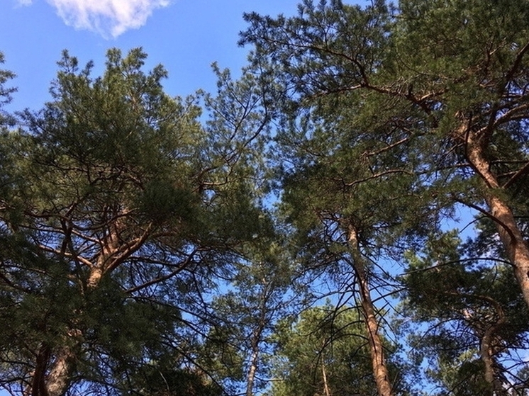 Два человека погибли из-за упавших деревьев в Омской области