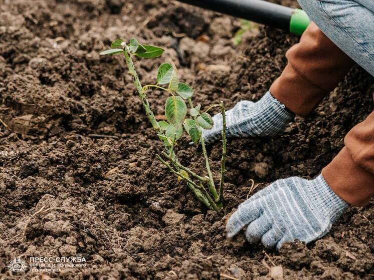 Крымские студенты высадили 130 кустов роз в честь Дня народного единства