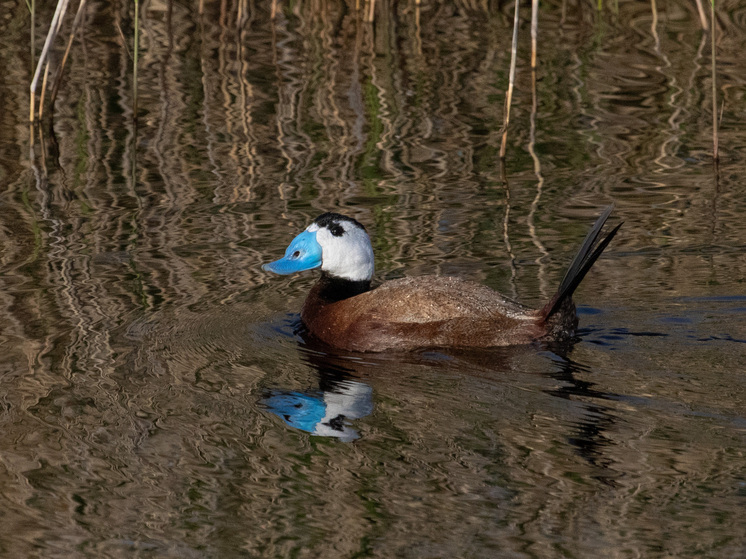 Охотники  помогут сохранить утку савку на Южном Урале