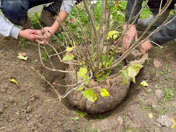 Калужане увидят сиреневые облака на бульваре Степана Разина