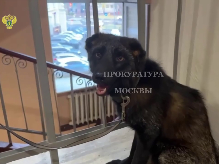 Почти три года жил в квартире москвичей на севере Москвы чернобурый лис, пока на семейство не нажаловались соседи
