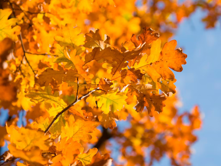 6 ноября в Брянской области не ожидается осадков