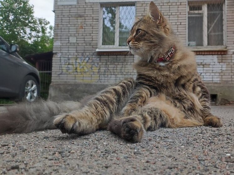 Блох можно принести случайно домой на обуви, и пострадают от этого домашние животные. Что в таком случае можно требовать от управляющей компании, так как это ведь не тараканы или крысы, расскажет руководитель клининговой компании Олег Семенов.