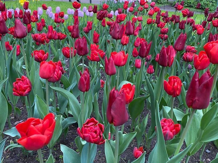 Более 125 тысяч луковичных цветов покрыли Петербург к ноябрю