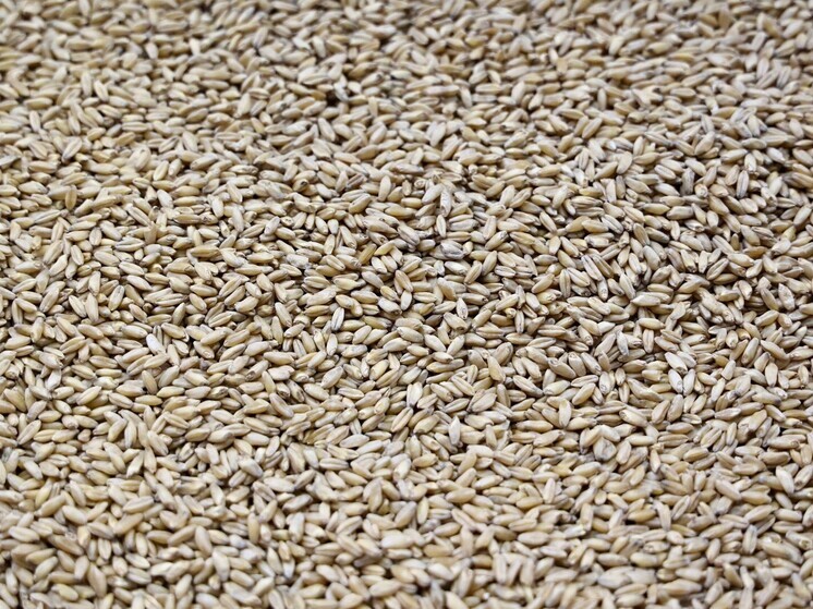 Челябинская область поставила исторический рекорд по сбору овса