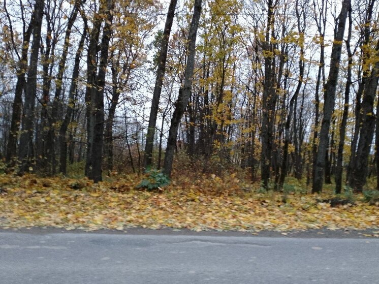 В Ленобласти 6 ноября будет дождливо и до +11 градусов