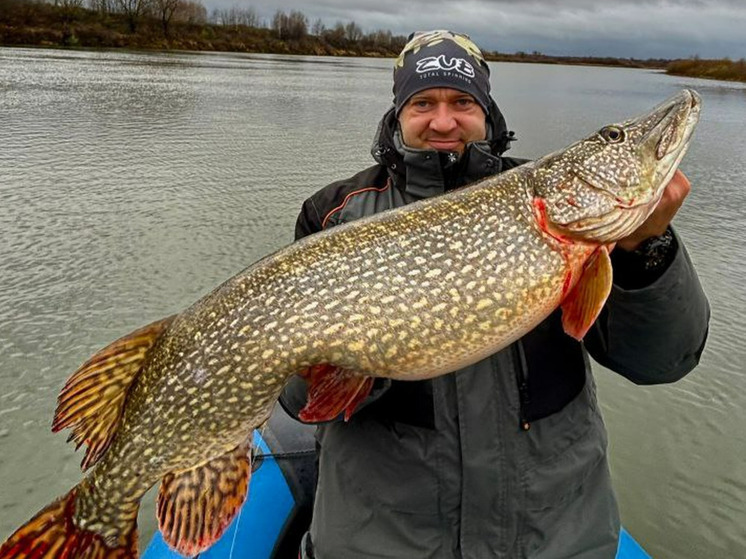 Рязанский рыбак поймал на Оке огромную «щучью мать»