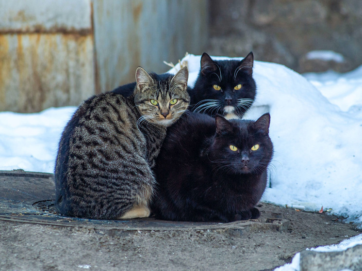 В Усть-Катаве мать на глазах дочери убила кошку и выбросила в мусор