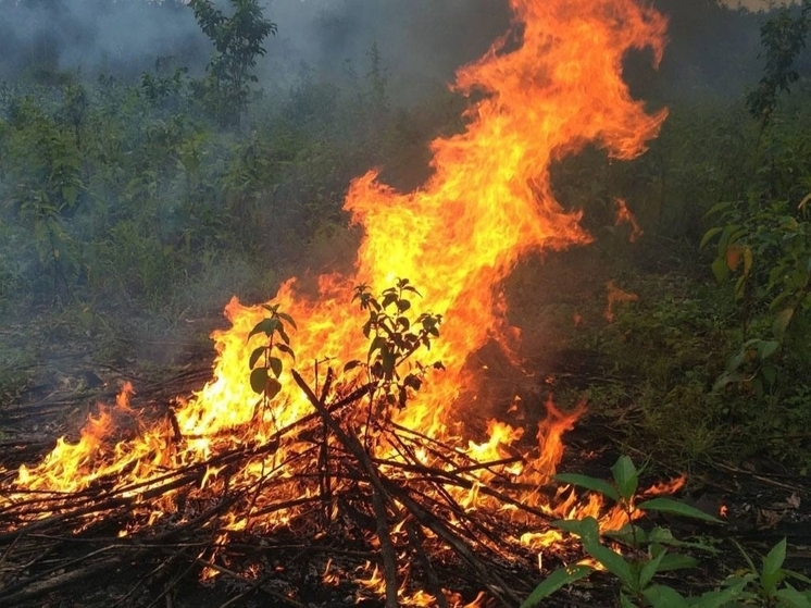 Плановые выжигания сухостоя запланировали в двух районах Ростова-на-Дону