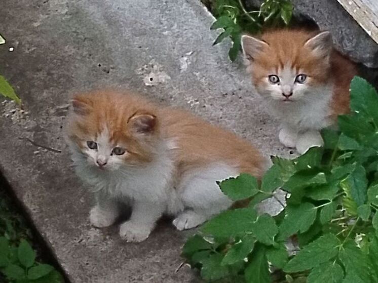Какие прививки нужно сделать котенку, когда его только-только взяли домой? Также какие обследования необходимы, чтобы посмотреть на состояние его организма? Об этом «МК в Ленобласти» рассказала ветеринарный врач-терапевт Ева Романова.