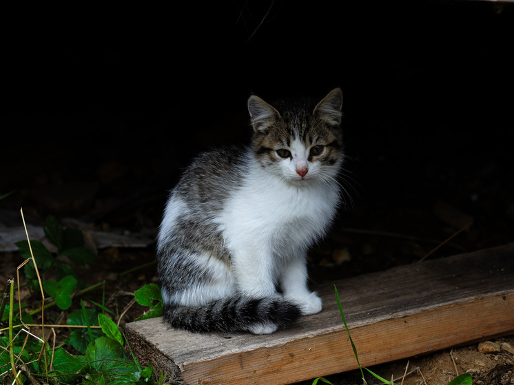 Первые шаги при спасении бездомного животного: инструкция от ветеринара