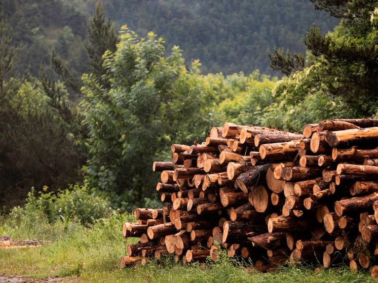 Липецкие работники лесничества получат 15 миллионов рублей благодаря прокуратуре
