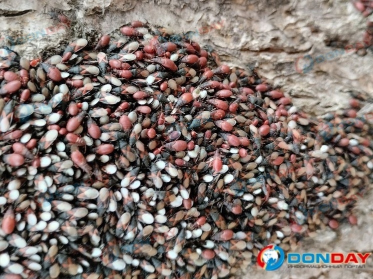 Деревья в Таганроге атаковали полчища жутких клопов