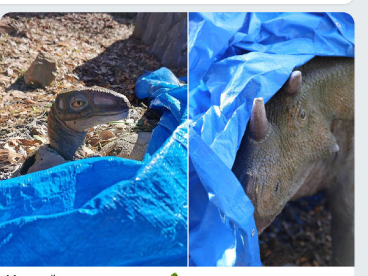 Засыпают до весны: в зоопарке Белгорода динозавров укрывают на зиму