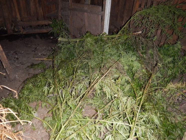 В Орле у мужчины нашли более 7 кг марихуаны на чердаке и в сарае