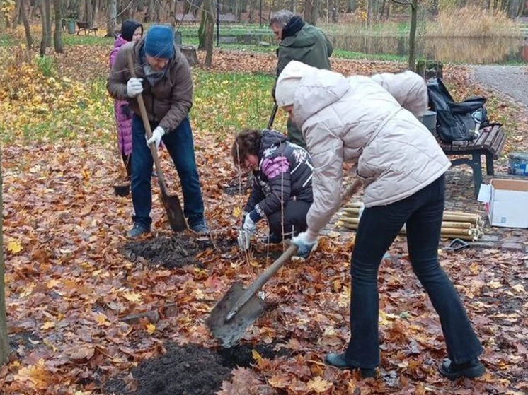 В Калининградском Макс-Ашманн парке посадят форзиции в честь защитников Отечества