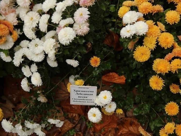 Волгоградцев в ноябре ждет яркий «Бал хризантем»