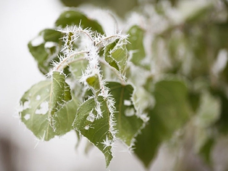 В Волгоградской области ожидаются ночные заморозки до -3 градусов