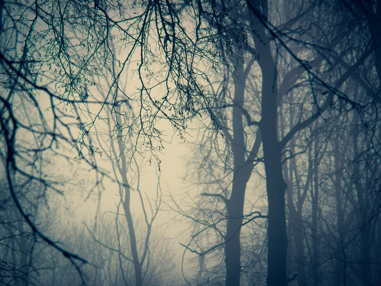 Дело о взятке в «Тульском лесохозяйственном объединении» сменило прописку