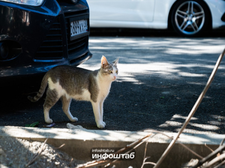 Врач Павлова объяснила, почему поцелуи с собаками и кошками угрожают вашему здоровью