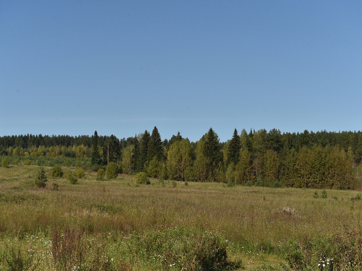 В ноябре в Перми можно арендовать и купить на торгах землю под ИЖС и склады