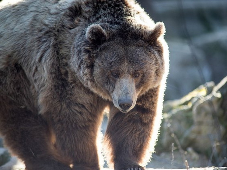 CBC News: в Канаде на охотника напали медведи гризли