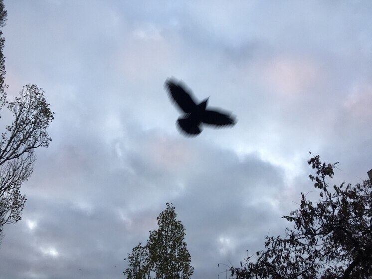 Жителей трех муниципалитетов Воронежской области потревожила сирена