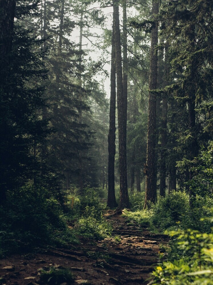 Лесники Бурятии завершили сезон противопожарных мероприятий