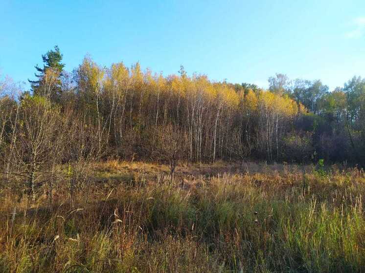 В четверг в Воронежской области воздух прогреется до 12 градусов