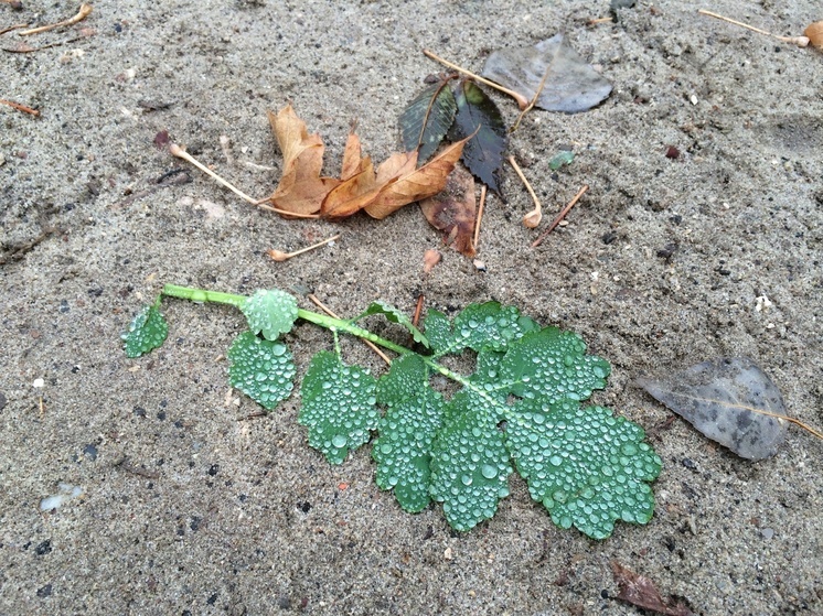Погода в Саратове: куртка обязательна, зонтик приветствуется