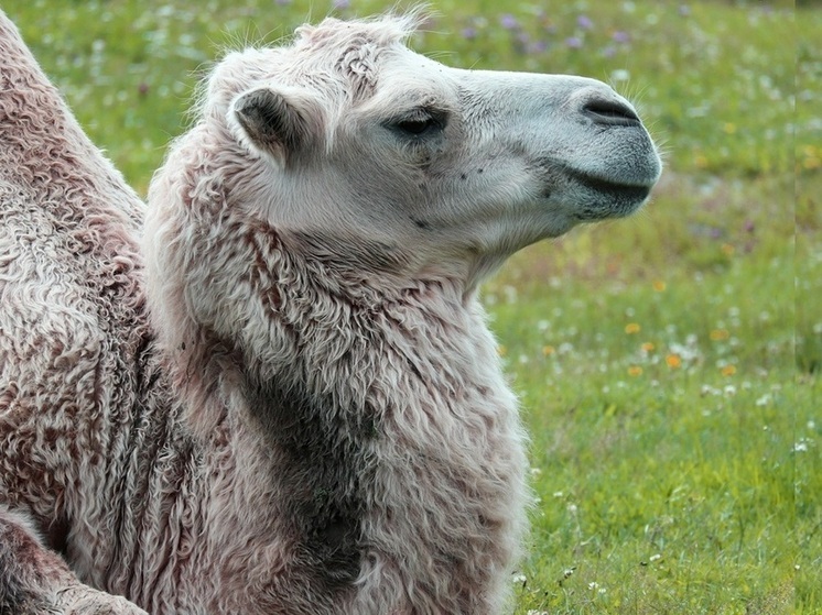 Верблюд из Карелии отметил свой день рождения