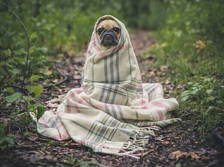 В Курской области 6 ноября прогнозируют до +11 градусов