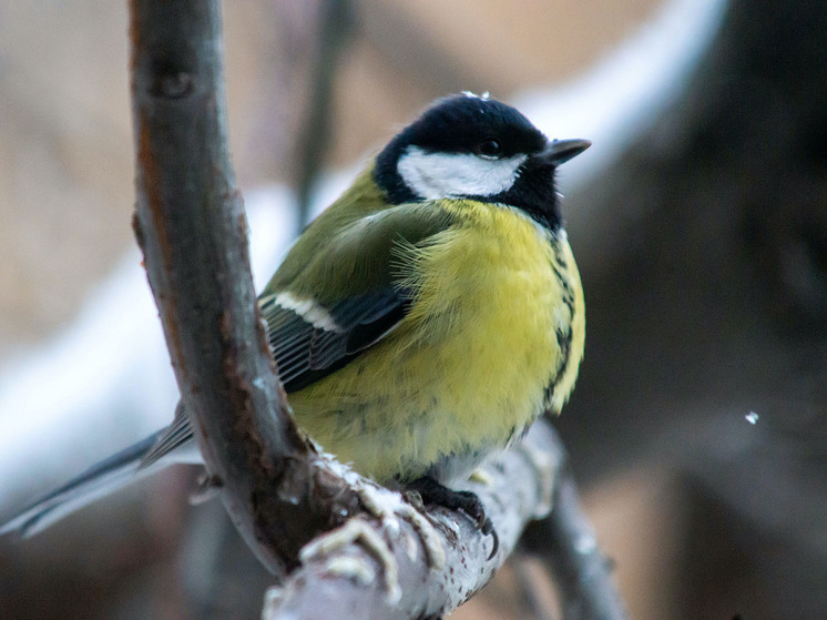 В южноуральском нацпарке стартует сезон подкормки птиц