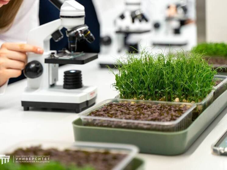 Ленинградских ребятишек пригласили в «город агро-профессий»