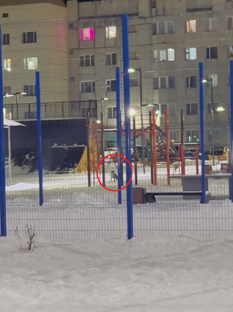Резвящуюся у детской площадки лисицу заметили в Надыме