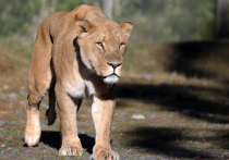 Проблемный новозеландский парк дикой природы сообщил, что был вынужден подвергнуть эвтаназии двух своих престарелых львов, а судьба оставшихся пяти львов неясна после того, как у парка возникли финансовые трудности