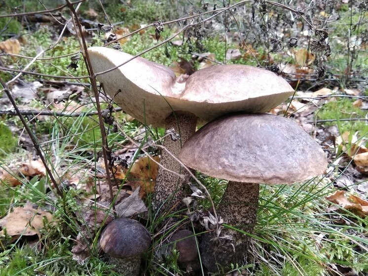 Калининградские грибники в ноябре поохотились на славу и вынесли полные вёдра