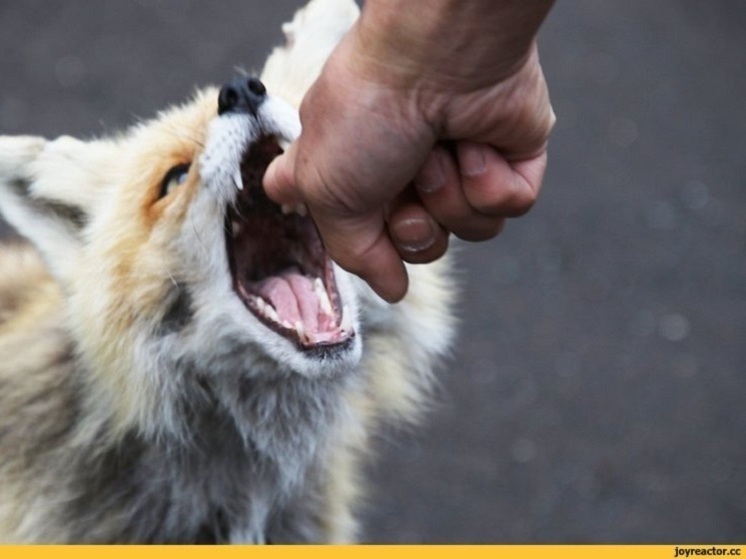 Во Владимирской области с начала 2025 года выявлено девять очагов бешенства