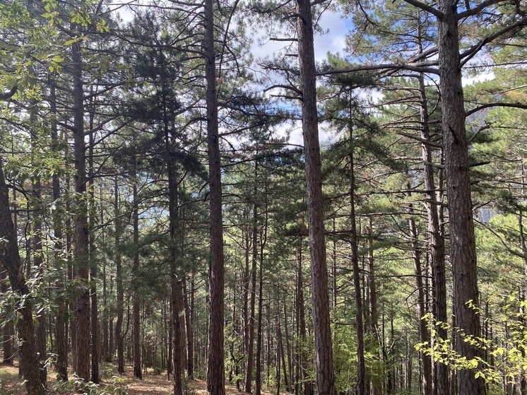 В Крыму стартовала акция «Сохраним лес»