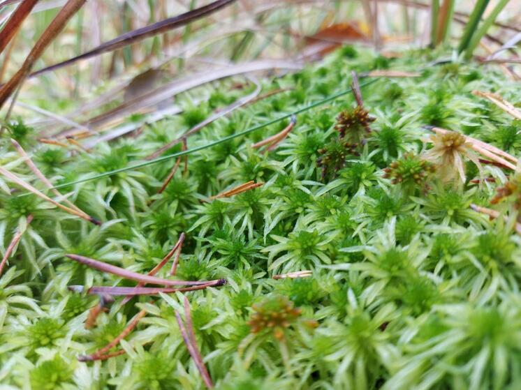 В Архангельске разрабатывают инновационный препарат из северного мха