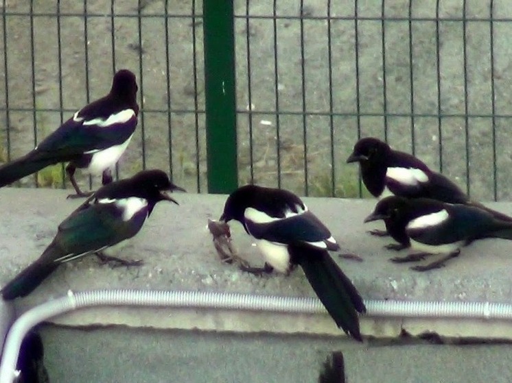 Завтра птицы расскажут о погоде в Калмыкии