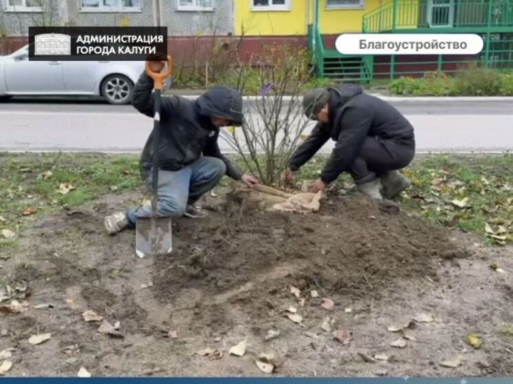 Растение-агрессор заменили в Калуге молодой сиренью