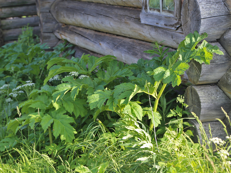 В Госдуме предупредили о новых штрафах для владельцев земельных участков