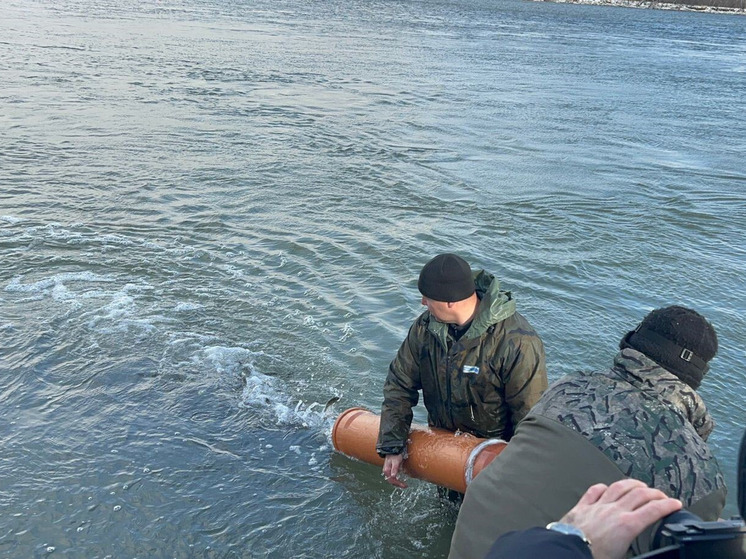 В Алтайском крае в Обь выпустили более 40 тысяч мальков сазана